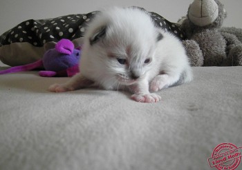 mâle seal point-mitted- 14 jours  - Chatterie Ragdolls du Val de Beauvoir